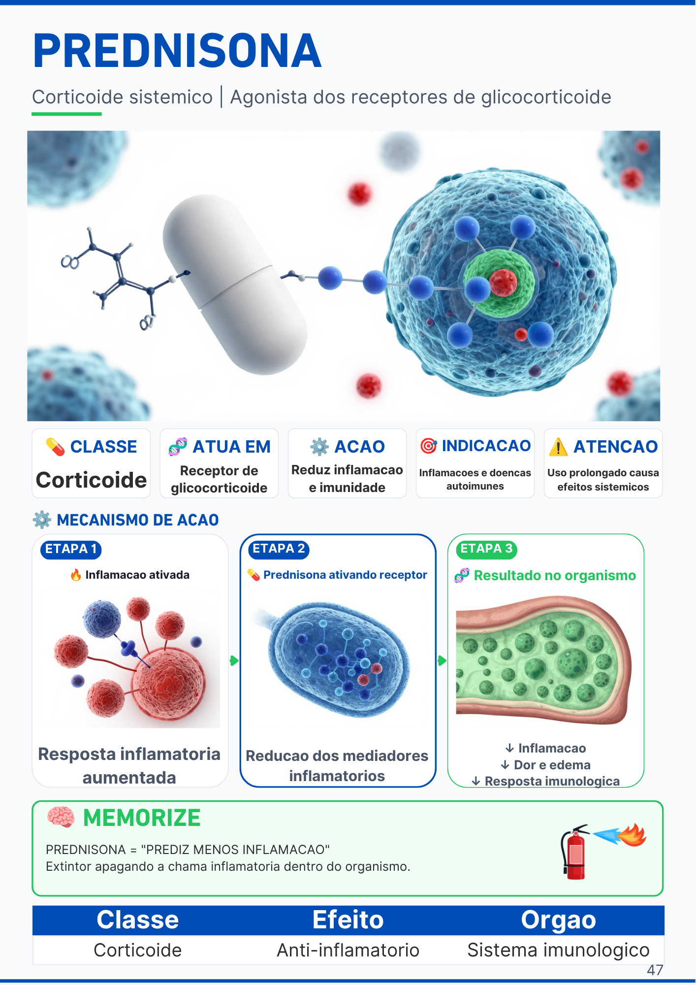 Capítulo do Sistema Respiratório com ilustração dos pulmões
